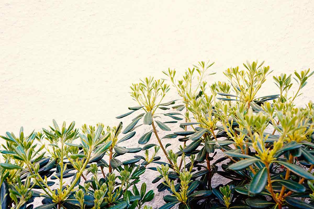 Enjoy the beautiful garden at SaltyWay Surfcamp in Portugal